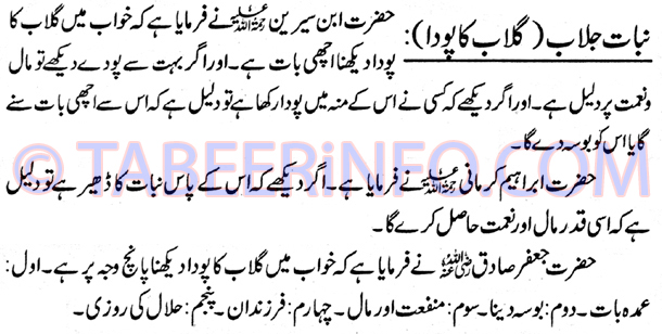 nabaat-jalab-gulab-ka-poda